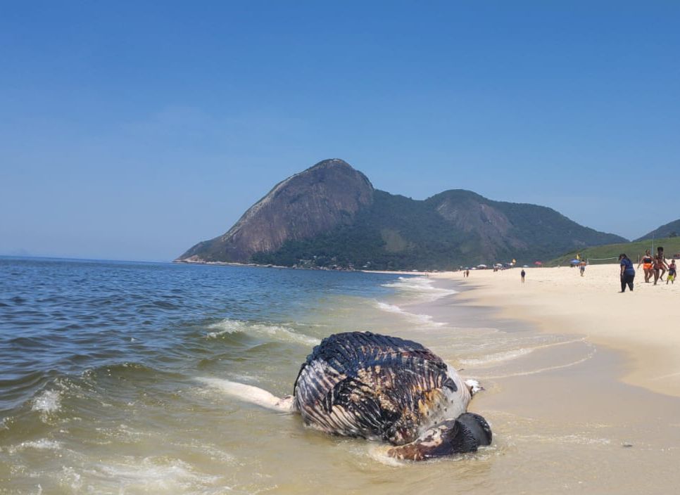 Baleia é localizada sem vida na orla de Itaipuaçu, em Maricá