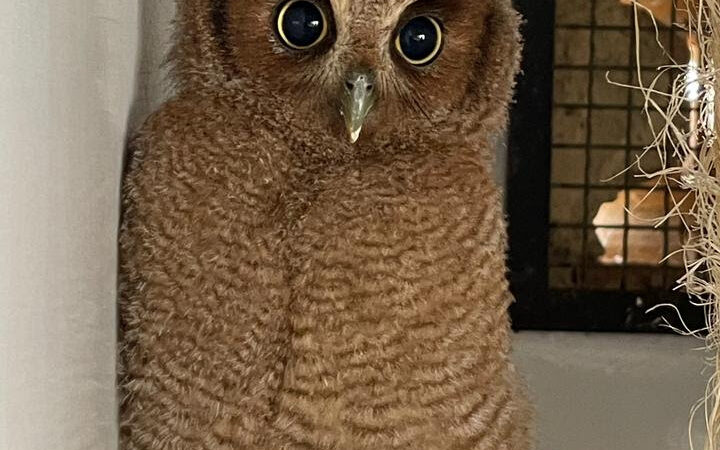 ASAS recebe 329 animais silvestres em novembro