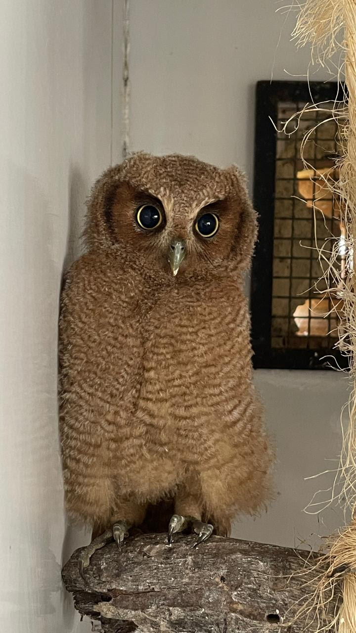 ASAS recebe 329 animais silvestres em novembro