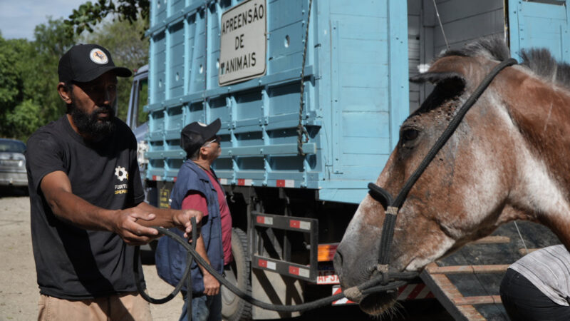 Resgates de animais de grande porte reforçam segurança viária e combate aos maus-tratos em São Gonçalo