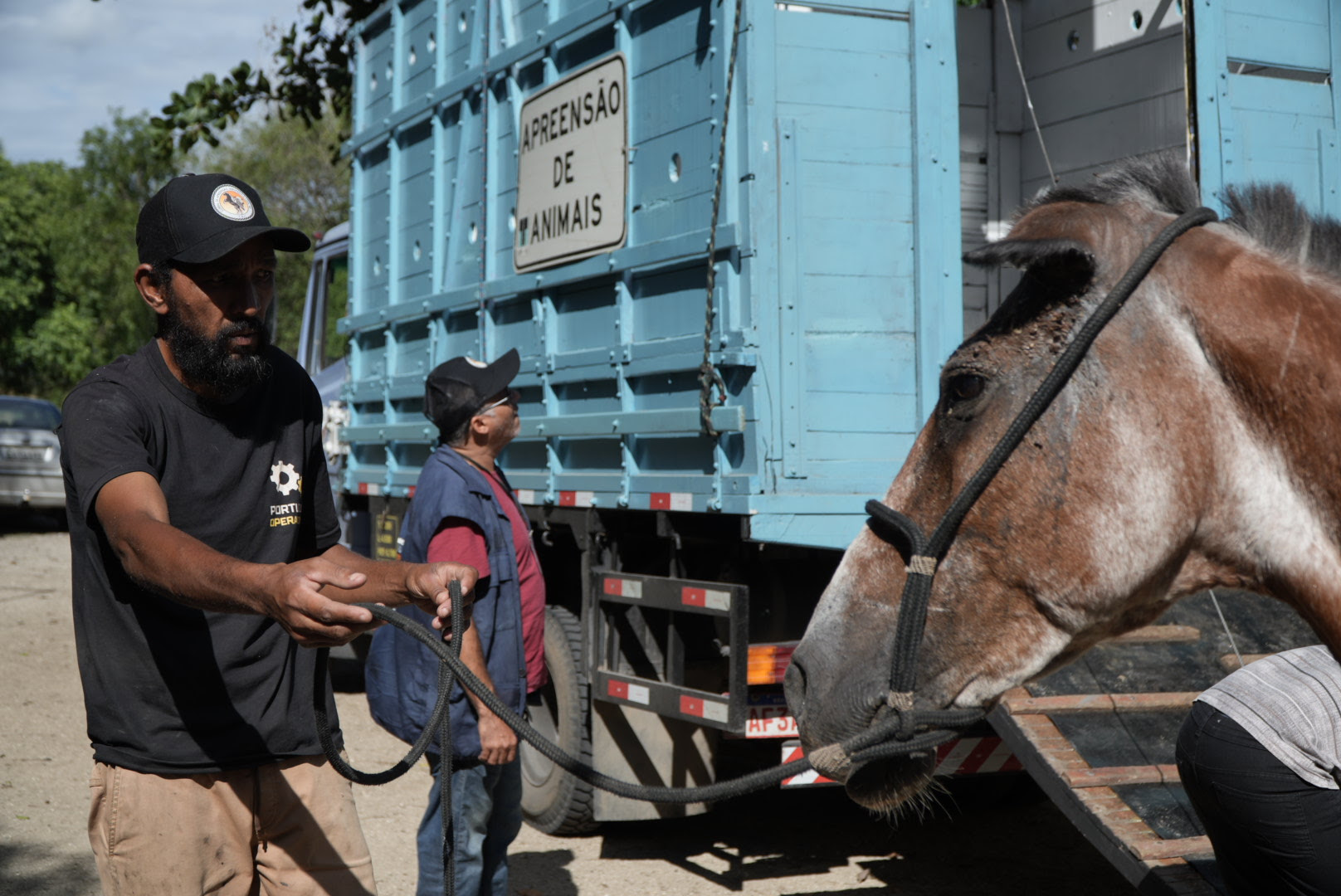 Resgates de animais de grande porte reforçam segurança viária e combate aos maus-tratos em São Gonçalo