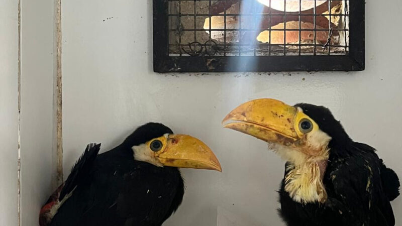 ASAS ultrapassa a marca de 4.500 animais silvestres resgatados