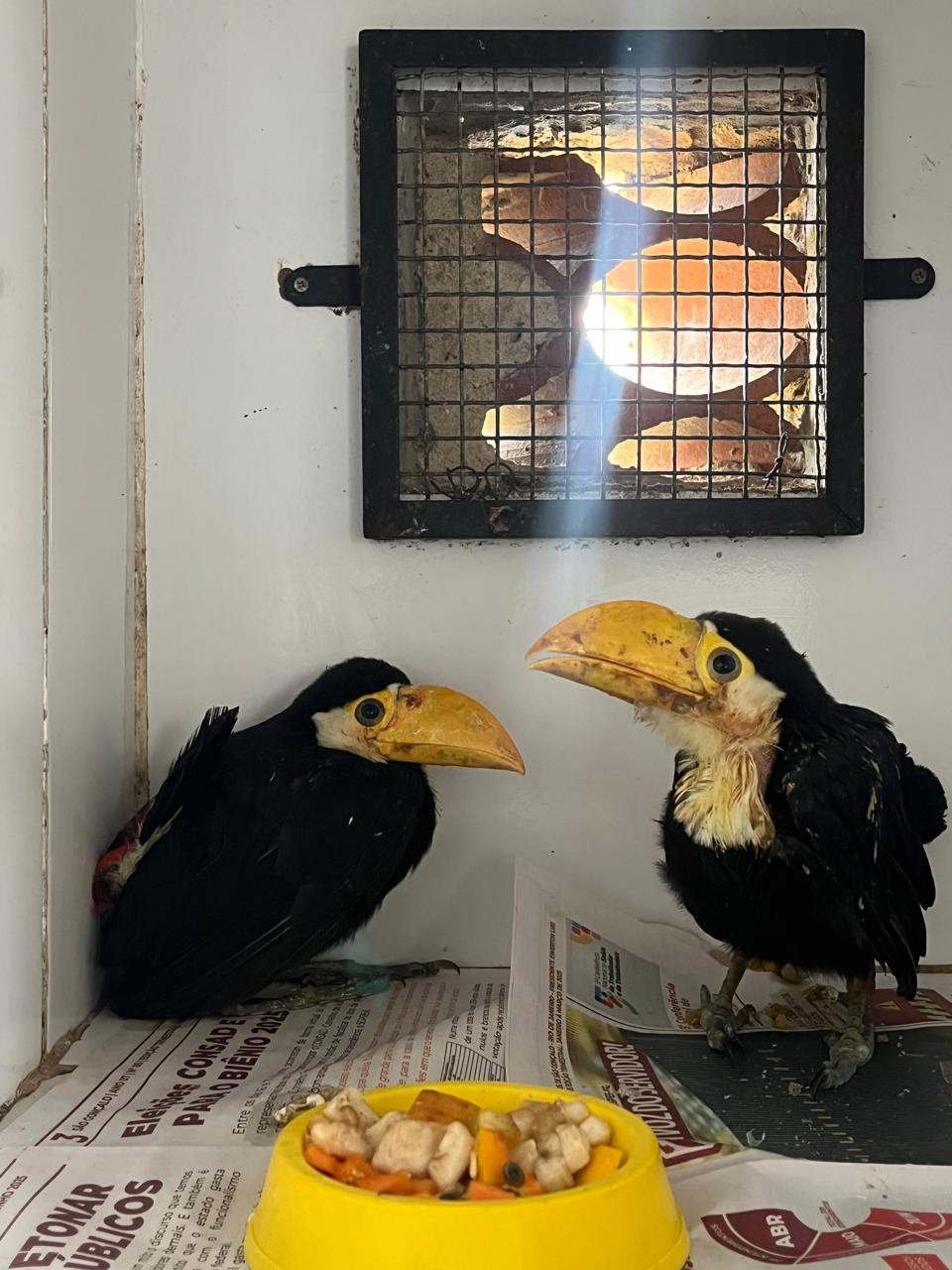 ASAS ultrapassa a marca de 4.500 animais silvestres resgatados