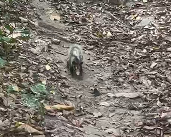 Mamãe gambá e filhotinhos são resgatados pela coordenadoria de Meio Ambiente da Guarda Municipal de Niterói