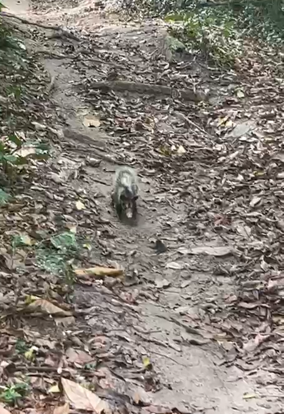 Mamãe gambá e filhotinhos são resgatados pela coordenadoria de Meio Ambiente da Guarda Municipal de Niterói