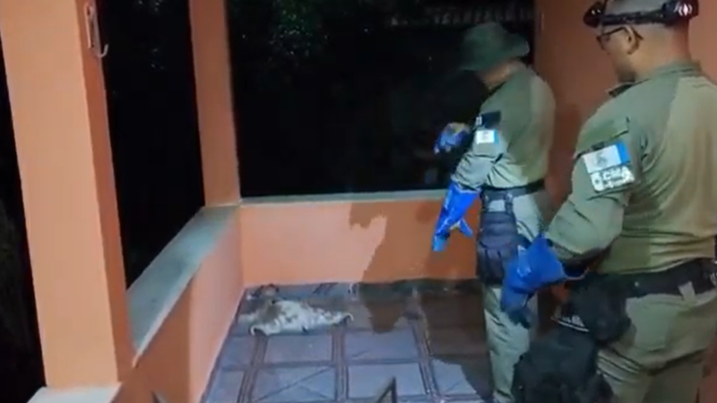 Entre telhados, varandas e piscinas: os bichinhos que encontraram na Guarda Ambiental de Niterói seus maiores protetores