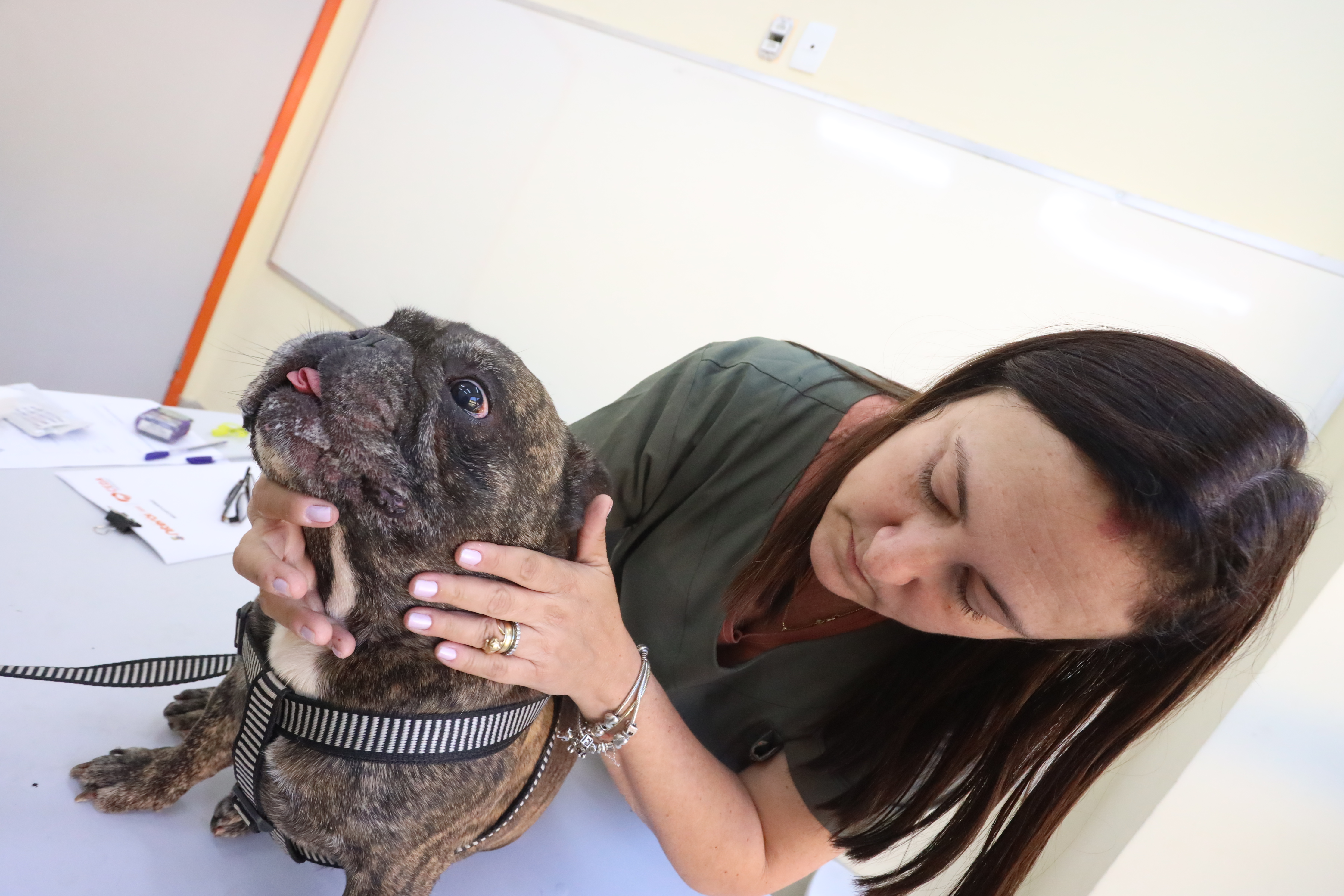 Prefeitura de Niterói oferece serviços veterinários gratuitos no Fonseca