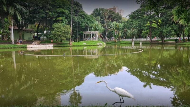 Campo de São Bento é evacuado após queda de árvore com colmeia de abelhas em Niterói