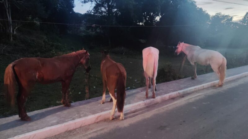 Homem é preso por furto de cavalos em Maricá