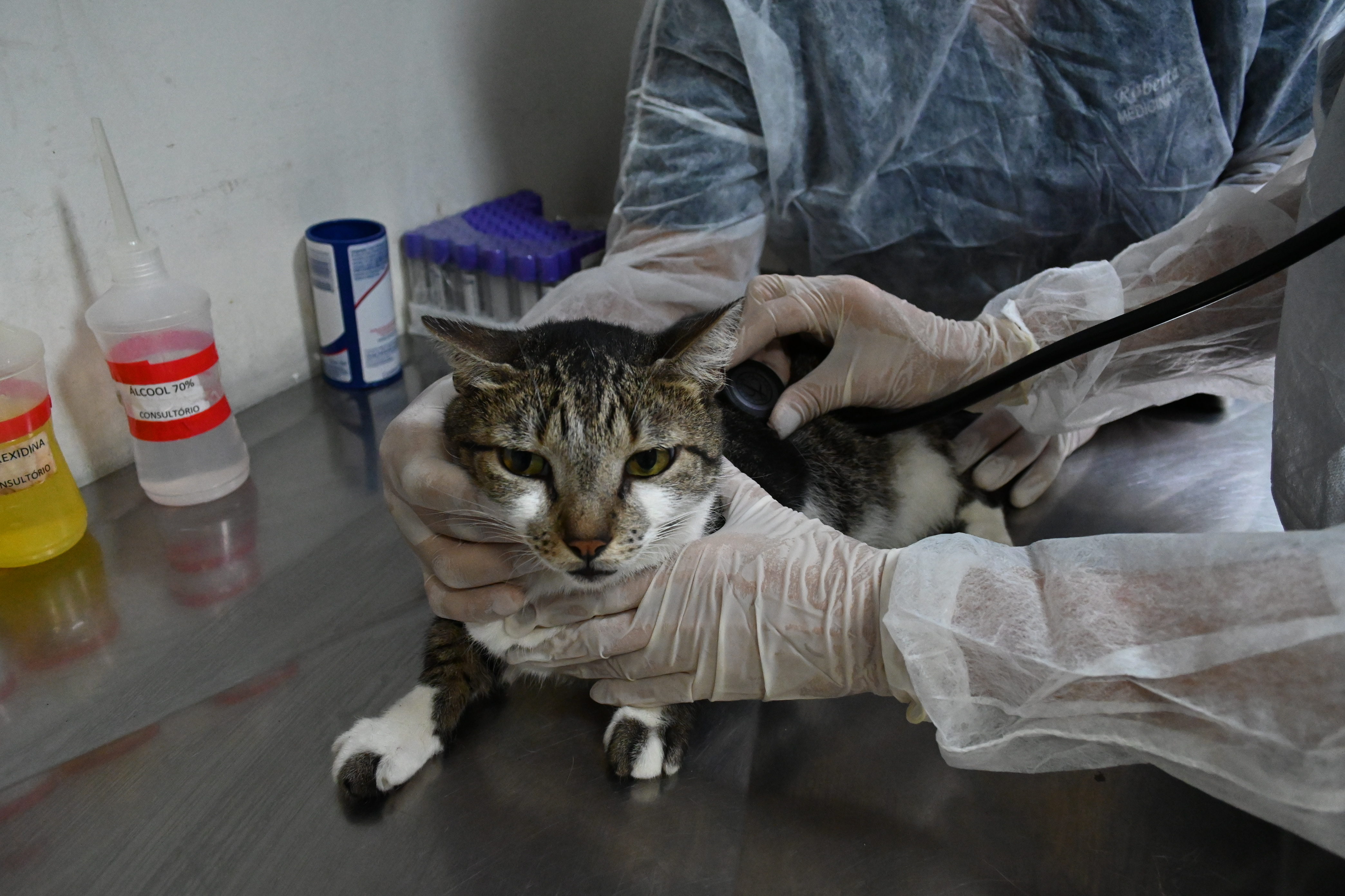 Prefeitura de Niterói oferece 55 consultas no primeiro atendimento veterinário gratuito do ano