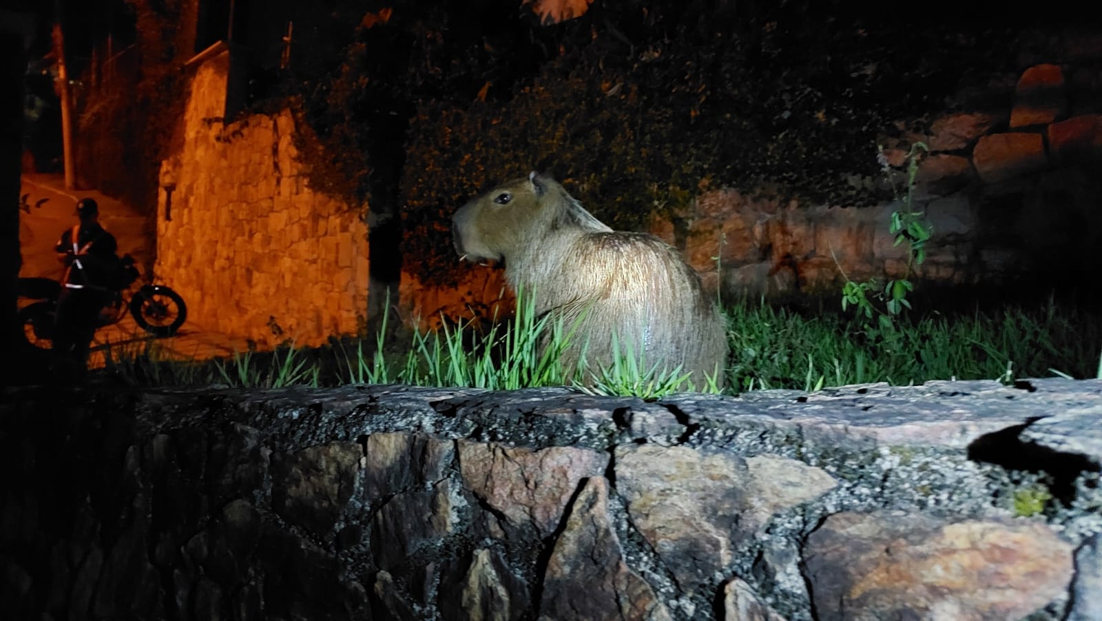 Guarda Municipal de Niterói resgata capivara e jiboia de 2,5 metros em ações ambientais