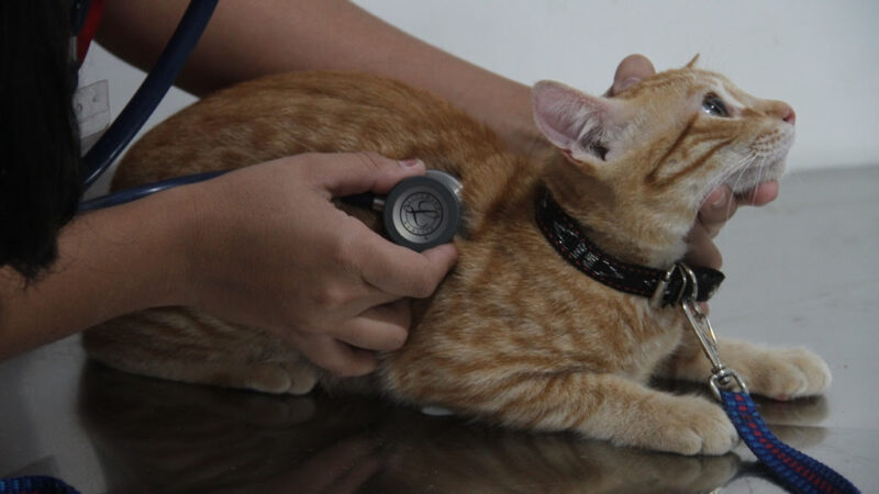 São Gonçalo tem mais de mil vagas para castrações de cães e gatos