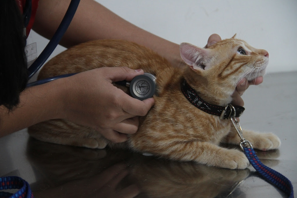 São Gonçalo tem mais de mil vagas para castrações de cães e gatos