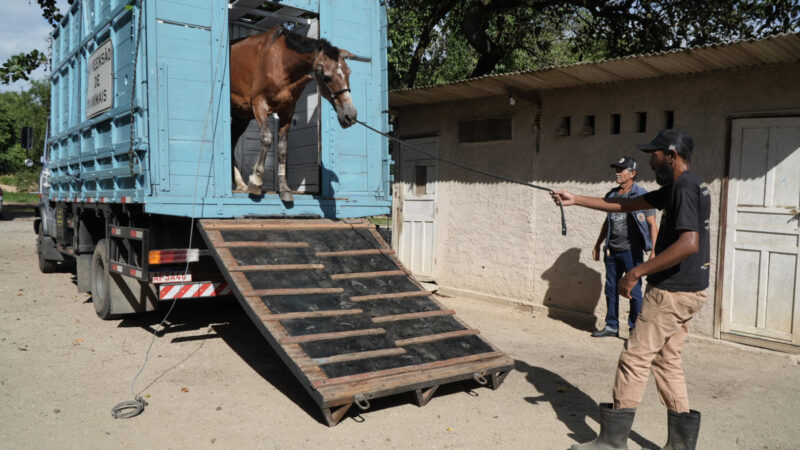 São Gonçalo abre edital de credenciamento para doação de animais de grande porte apreendidos