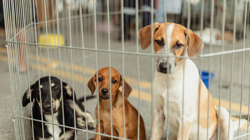 Em Maricá, mais de 30 animais resgatados ganham novo lar durante campanha de adoção em Itaipuaçu