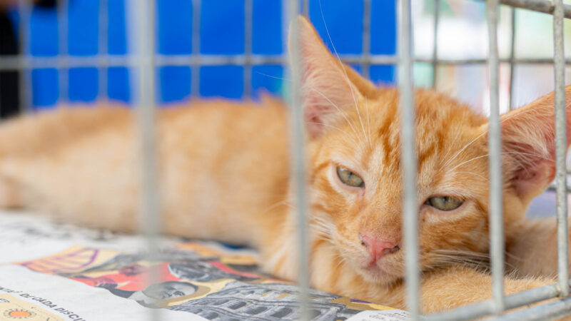 Prefeitura de Maricá promove adoção de cães e gatos em Itaipuaçu