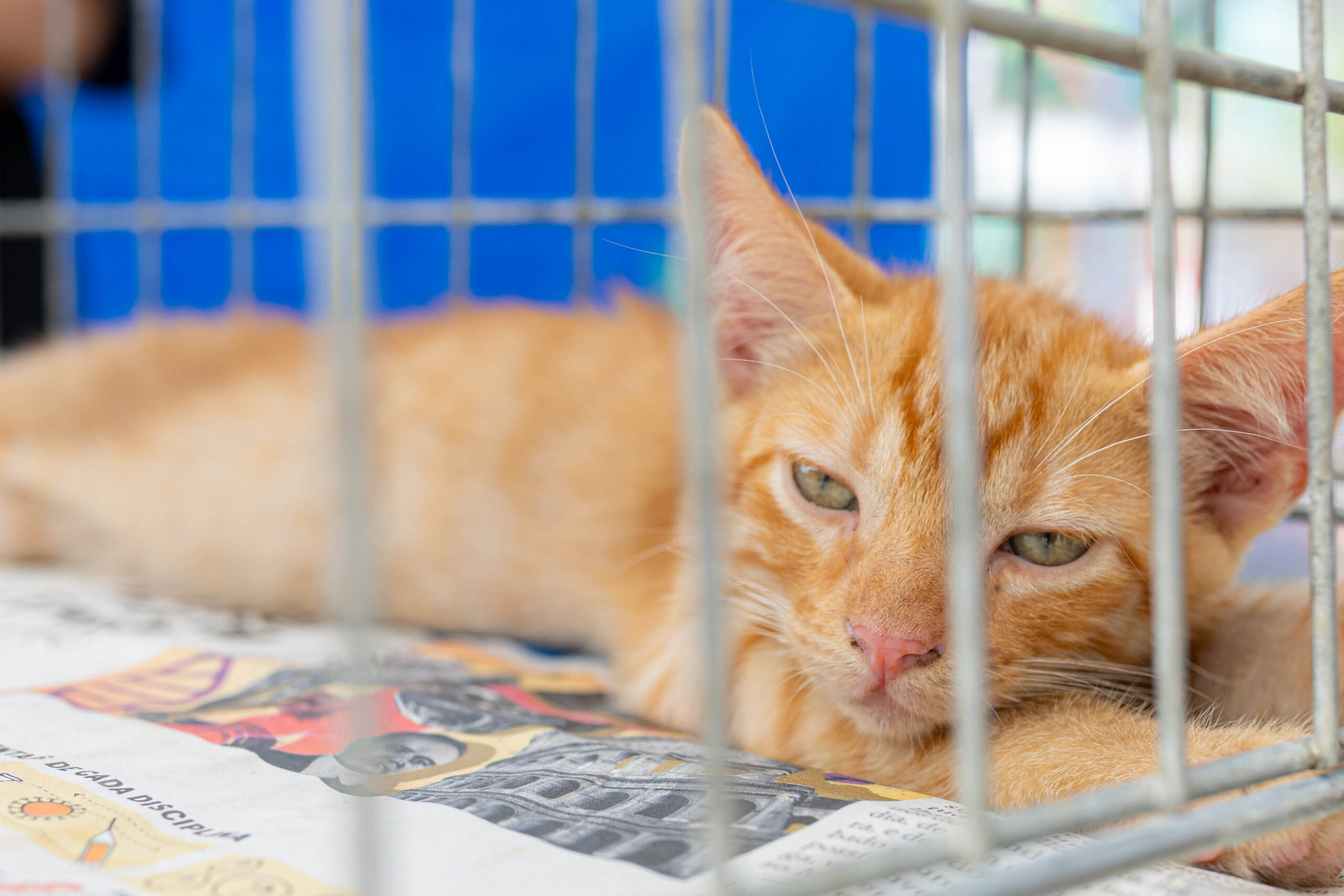 Prefeitura de Maricá promove adoção de cães e gatos em Itaipuaçu