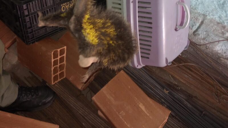 Guarda Ambiental de Niterói resgata ouriço-cacheiro no bairro de Itaipú