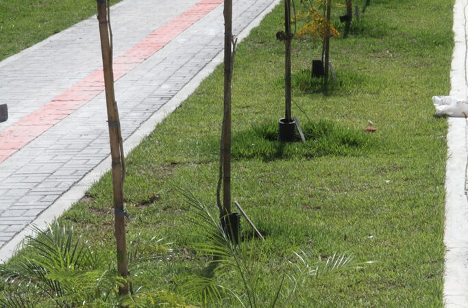 Parque RJ São Gonçalo já recebeu mais de 10 mil mudas de arbustos e plantas