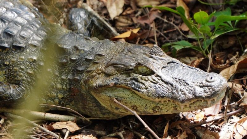 ASAS realiza soltura de jacaré e cágado em seus habitats naturais