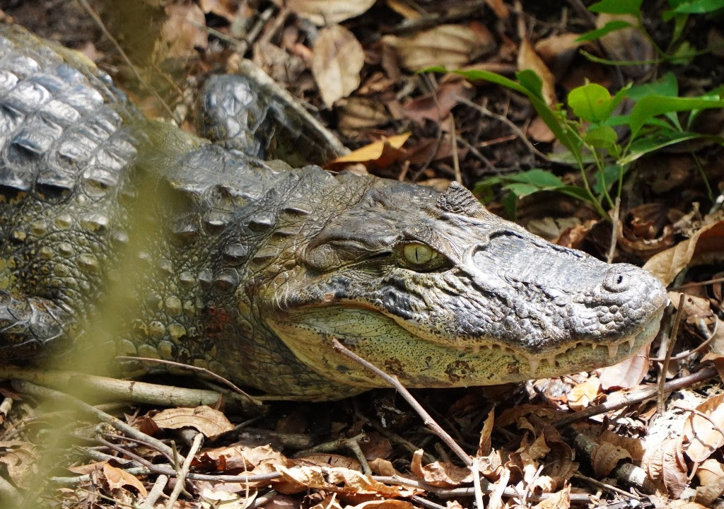 ASAS realiza soltura de jacaré e cágado em seus habitats naturais