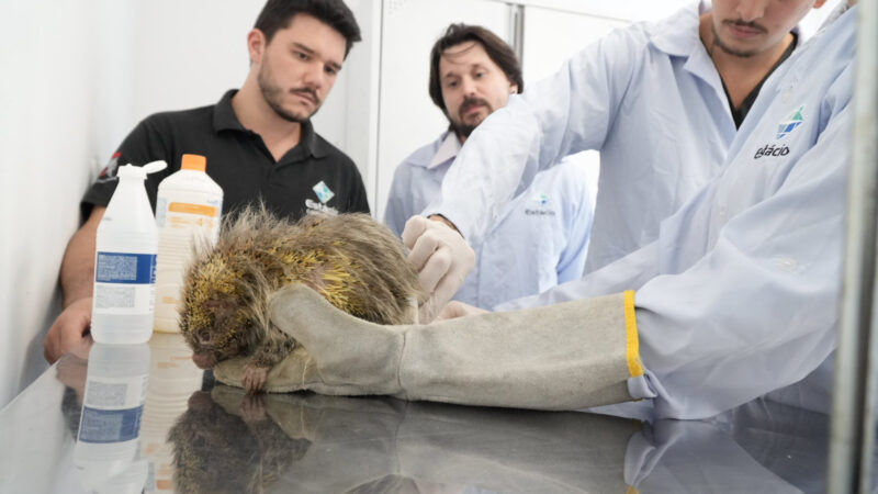 ASAS já atendeu 5 mil animais silvestres desde sua inauguração