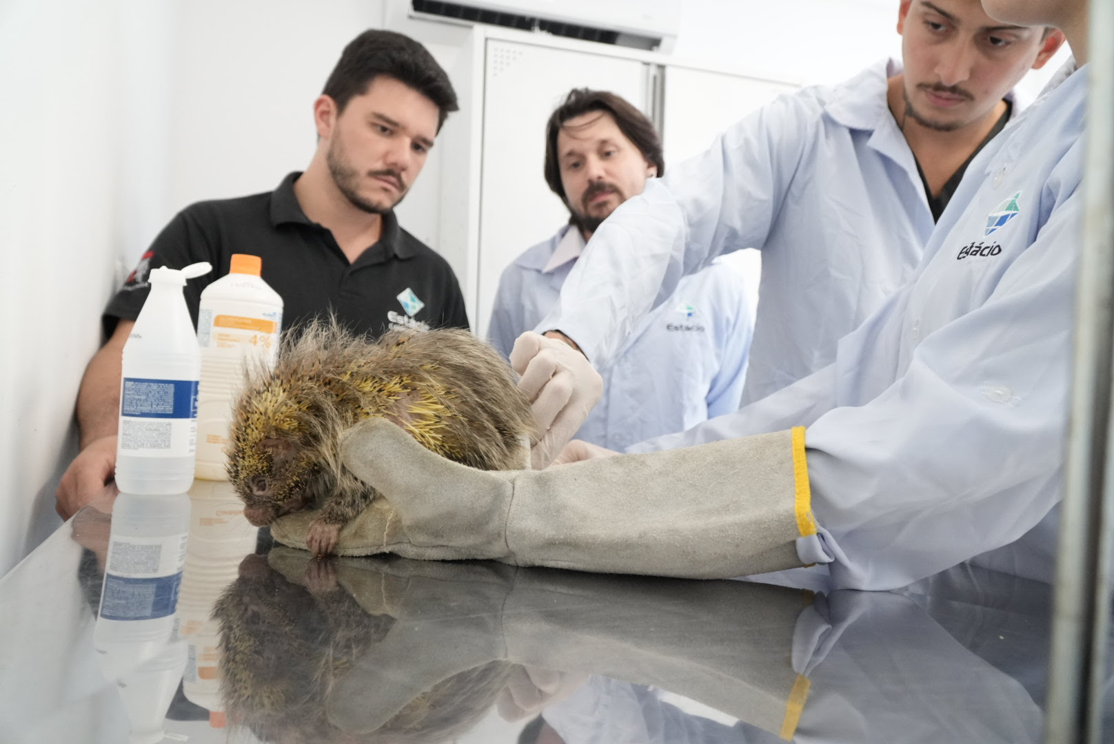 ASAS já atendeu 5 mil animais silvestres desde sua inauguração