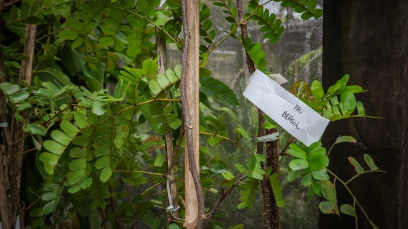 Itaboraí recebe 335 mudas no Horto Municipal como parte de compensação ambiental