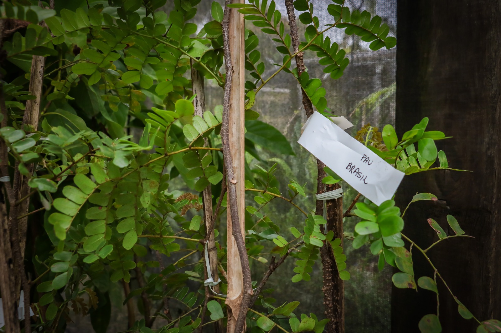 Itaboraí recebe 335 mudas no Horto Municipal como parte de compensação ambiental