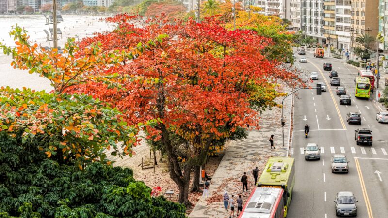 Niterói é premiada pelo quinto ano consecutivo com selo internacional de arborização urbana