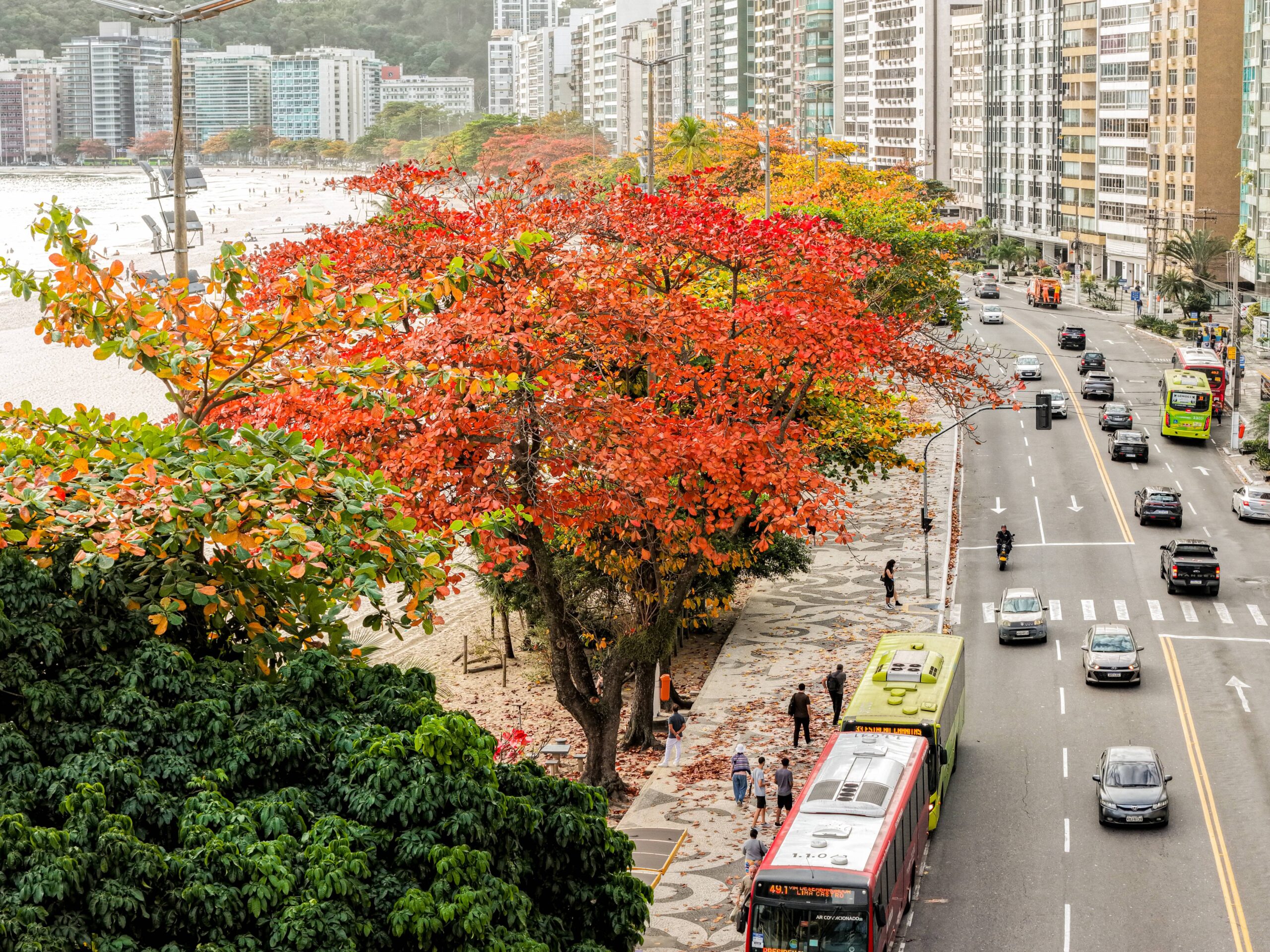 Niterói é premiada pelo quinto ano consecutivo com selo internacional de arborização urbana