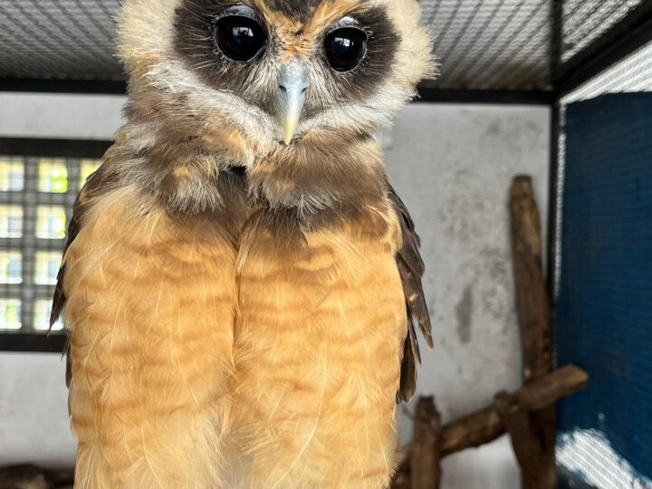 ASAS recebe 234 animais silvestres em fevereiro e reforça atuação na proteção da fauna regional