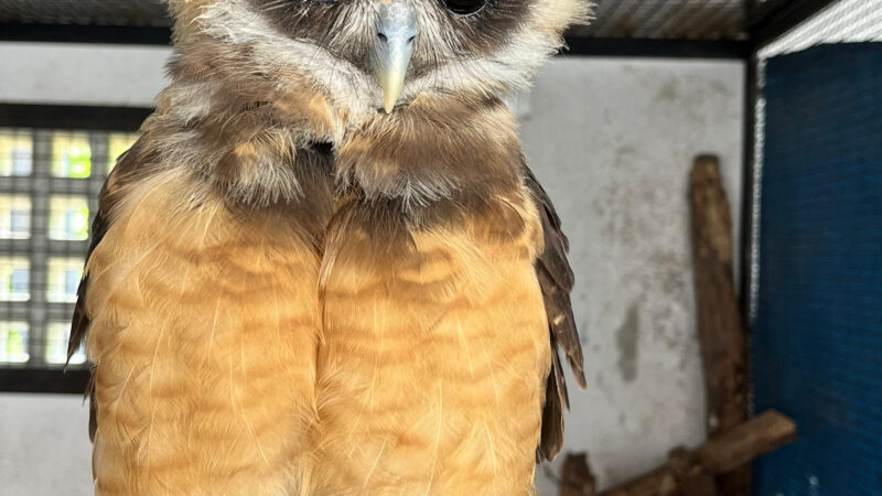 ASAS recebe 234 animais silvestres em fevereiro e reforça atuação na proteção da fauna regional