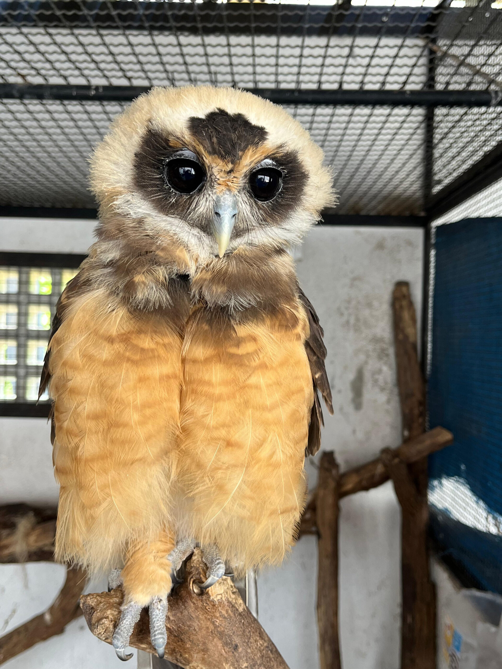 ASAS recebe 234 animais silvestres em fevereiro e reforça atuação na proteção da fauna regional