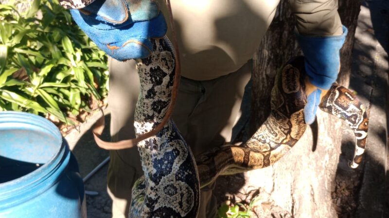 Guarda Ambiental resgata cobra de 2,5 metros na Região Oceânica de Niterói 