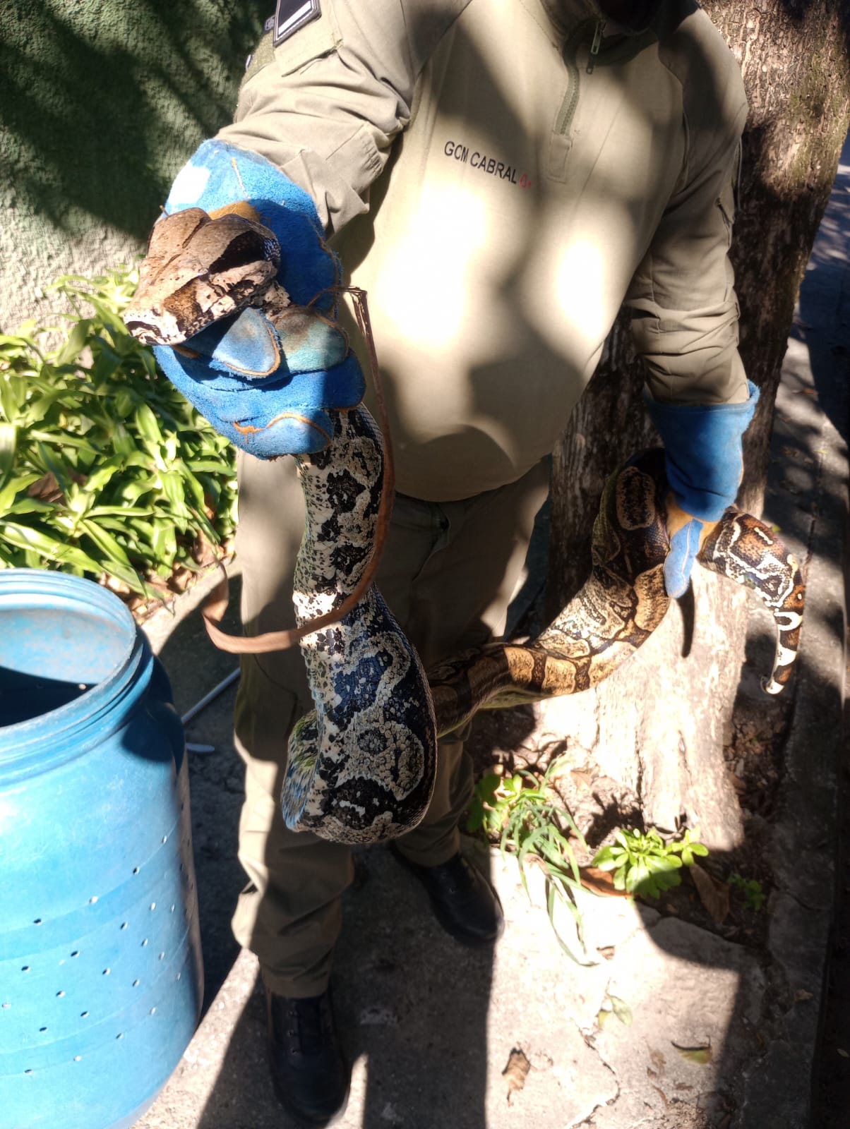 Guarda Ambiental resgata cobra de 2,5 metros na Região Oceânica de Niterói 