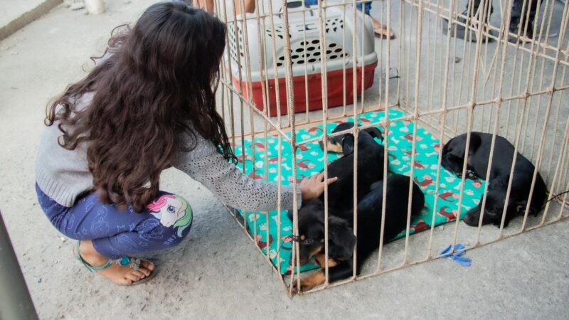 Primeira feira de adoção animal mobiliza população e garante novos lares para pets em Itaboraí