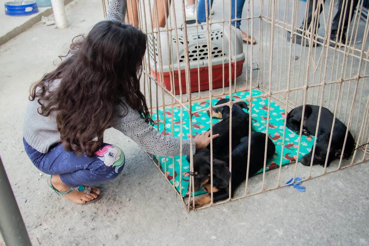 Primeira feira de adoção animal mobiliza população e garante novos lares para pets em Itaboraí
