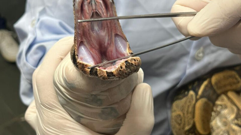 ASAS registra 240 atendimentos em março e reforça papel na proteção da fauna silvestre