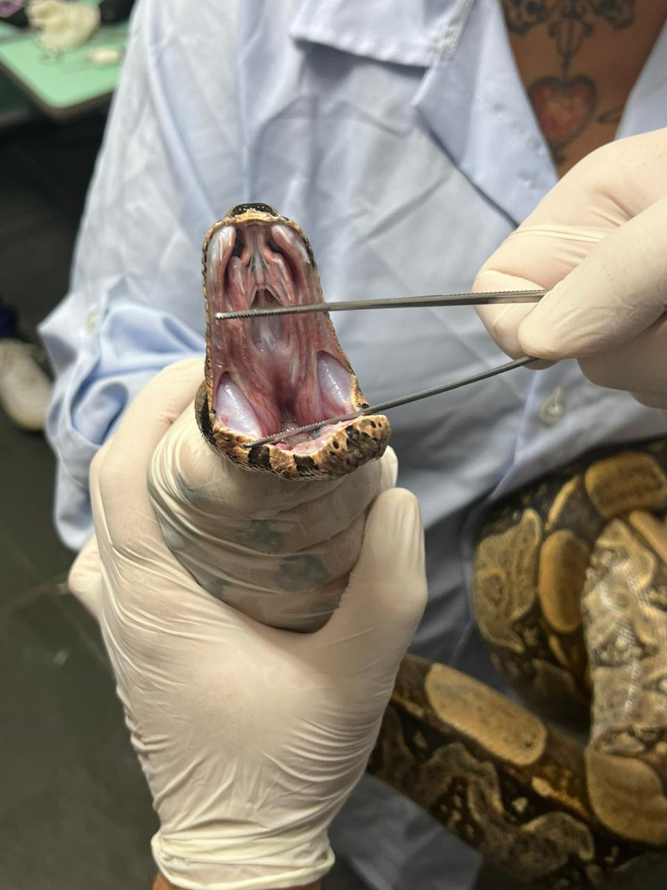 ASAS registra 240 atendimentos em março e reforça papel na proteção da fauna silvestre