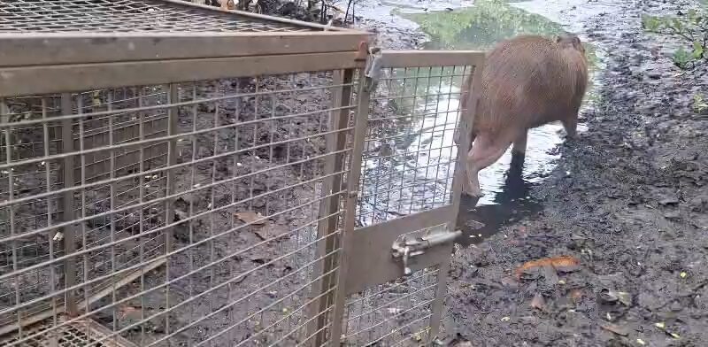 Guarda Municipal de Niterói reintegra capivara resgatada em área de proteção ambiental