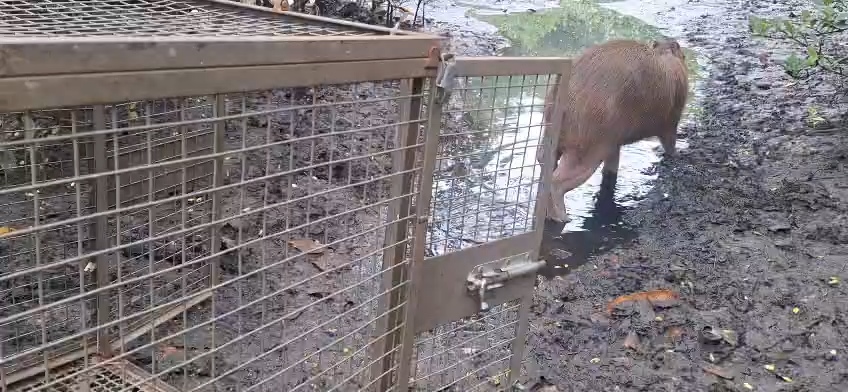 Guarda Municipal de Niterói reintegra capivara resgatada em área de proteção ambiental