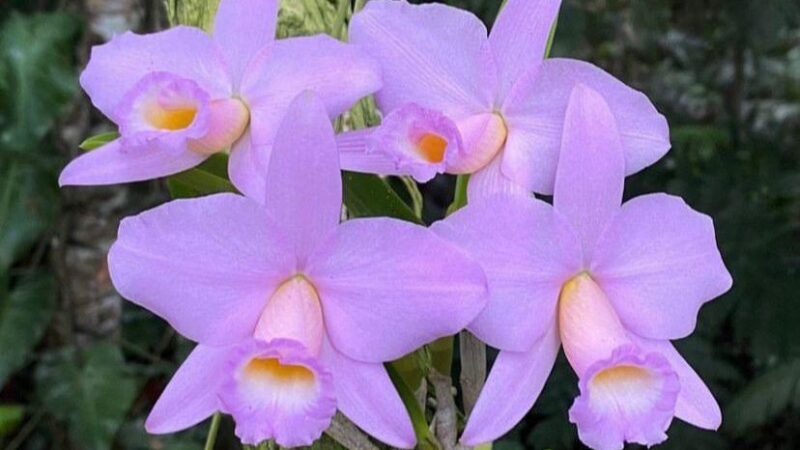 Entre flores, tradição e natureza: Niterói recebe a 40ª Exposição de Orquídeas com apoio da Prefeitura
