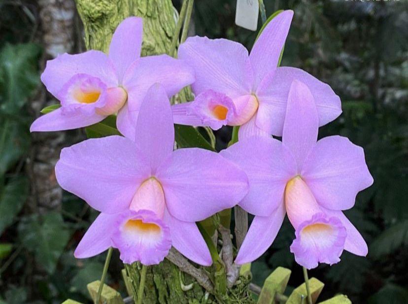 Entre flores, tradição e natureza: Niterói recebe a 40ª Exposição de Orquídeas com apoio da Prefeitura