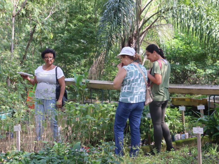 Viveiro de mudas da Clin amplia visitação e fortalece preservação ambiental em Niterói