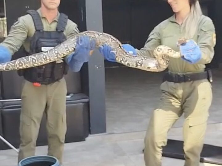 Guarda Ambiental resgata duas cobras na Região Oceânica de Niterói