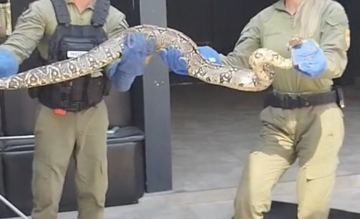 Guarda Ambiental resgata duas cobras na Região Oceânica de Niterói