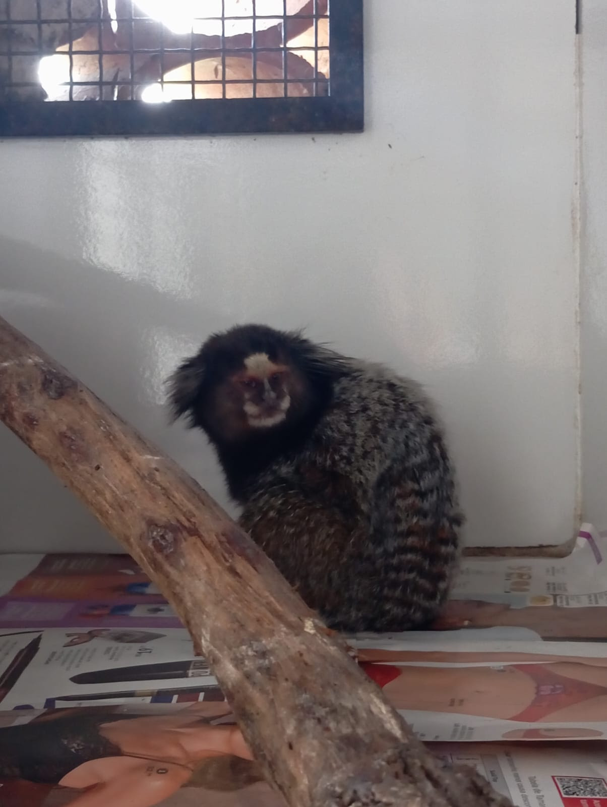 ASAS registra 164 atendimentos em abril e amplia cuidado com a fauna silvestre