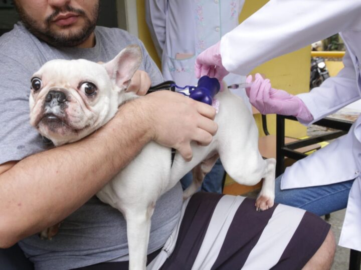 Ação Animal chega ao Horto do Barreto neste sábado (27)