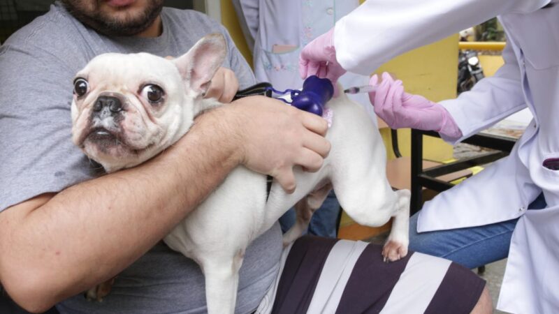 Ação Animal chega ao Horto do Barreto neste sábado (27)